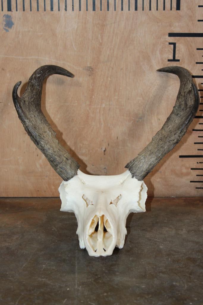 Grade-A PRONGHORN Skull (1 of 6)