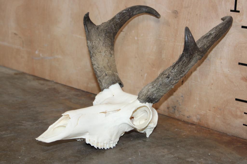 Grade-A PRONGHORN Skull - 2