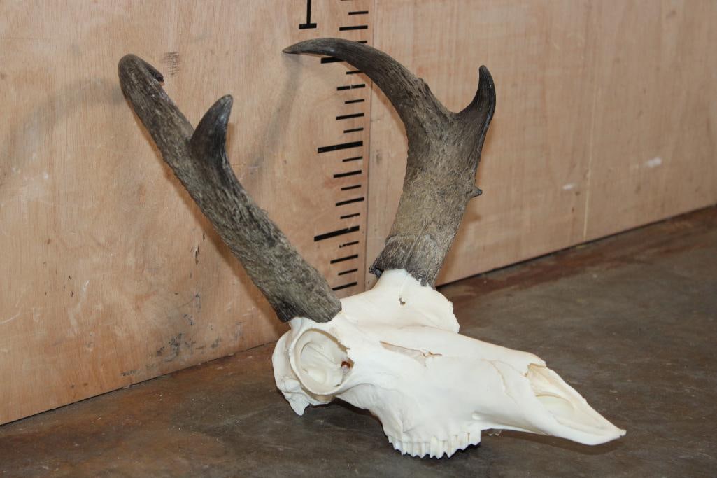 Grade-A PRONGHORN Skull - 3