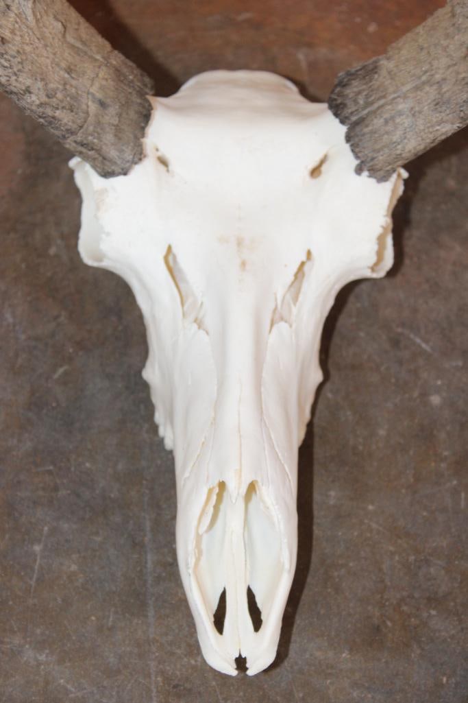 Grade-A PRONGHORN Skull - 4