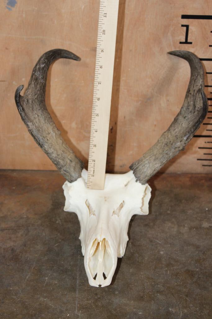 Grade-A PRONGHORN Skull - 5