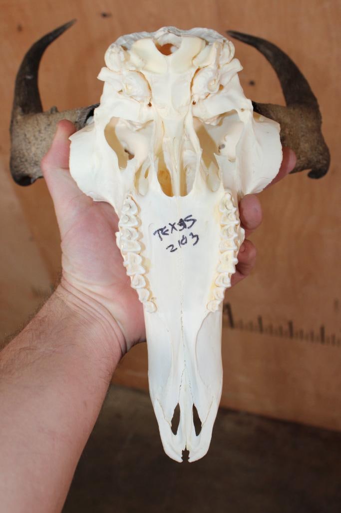 Grade-A PRONGHORN Skull - 6
