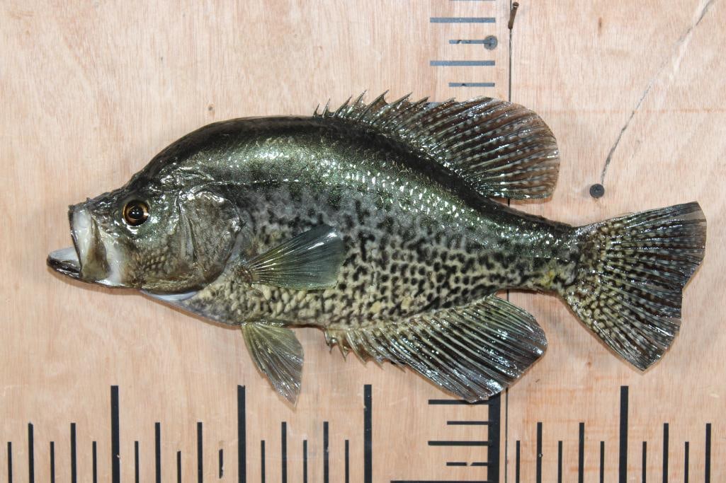 *Real Skin* CRAPPIE Fish Mount: Nice *Real Skin* CRAPPIE Fish Mount. It measures 15" Long x 8" Wide and is in Good Condition. TAXIDERMY FISH 
