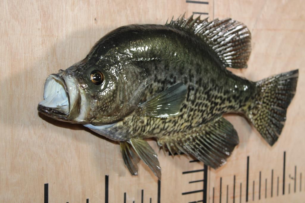 *Real Skin* CRAPPIE Fish Mount - 2