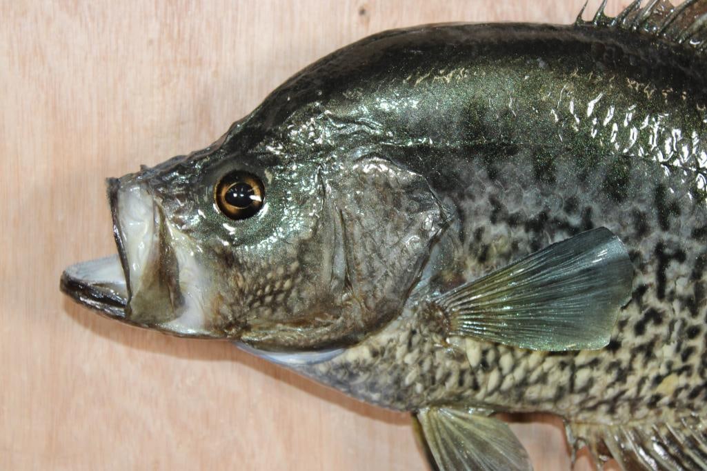 *Real Skin* CRAPPIE Fish Mount - 3