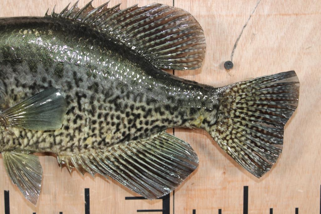 *Real Skin* CRAPPIE Fish Mount - 4
