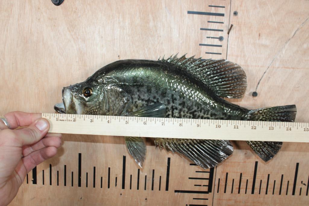 *Real Skin* CRAPPIE Fish Mount - 5