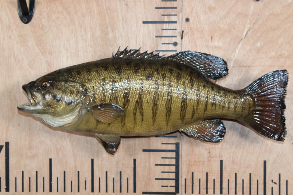 *Real Skin* SMALL MOUTH BASS Fish Mount: *Real Skin* SMALL MOUTH BASS Fish Mount. It measures just under 18" Long. This is an older mount in Good Condition. TAXIDERMY FISH 