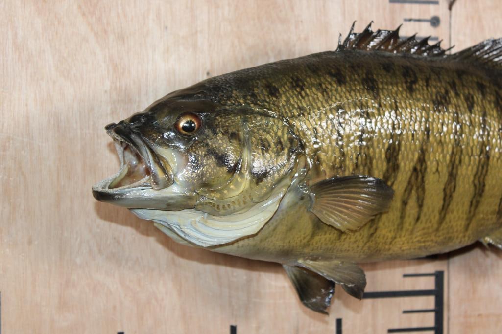 *Real Skin* SMALL MOUTH BASS Fish Mount - 2
