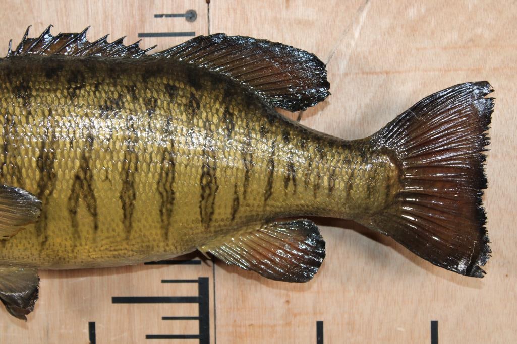 *Real Skin* SMALL MOUTH BASS Fish Mount - 3