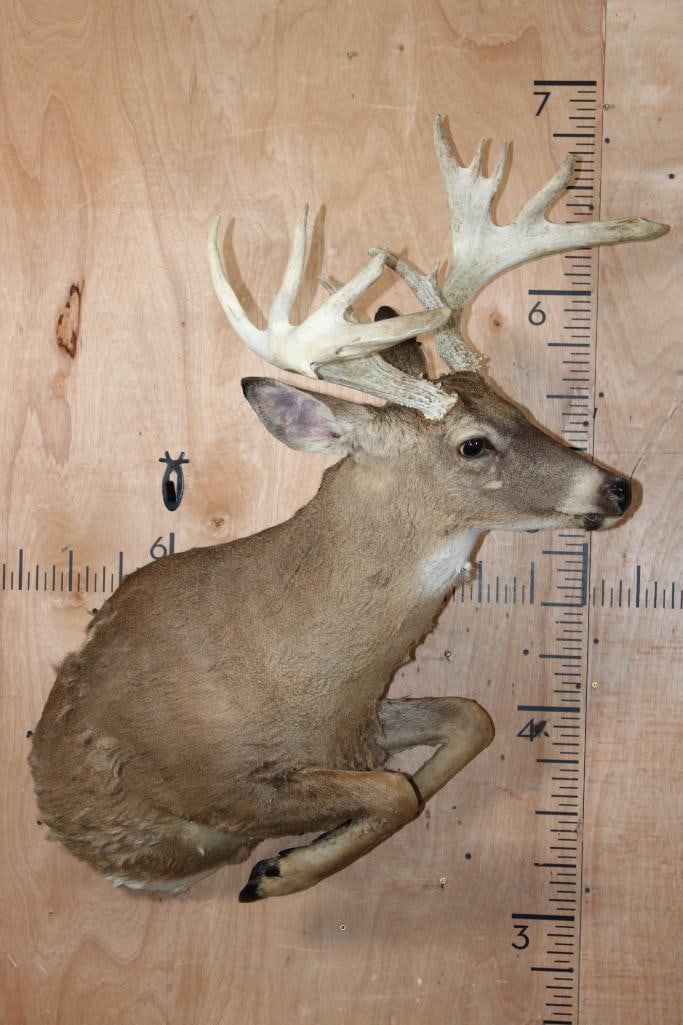 Leaping Half-body 13-Point WHITETAIL DEER Mount (1 of 6)