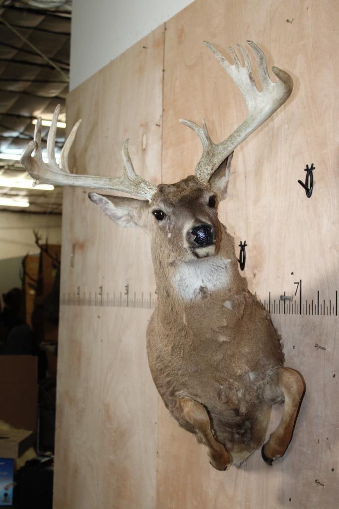 Leaping Half-body 13-Point WHITETAIL DEER Mount - 2
