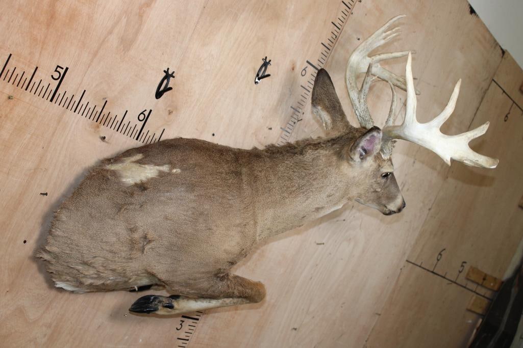 Leaping Half-body 13-Point WHITETAIL DEER Mount - 3