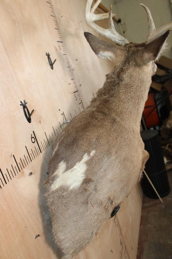 Leaping Half-body 13-Point WHITETAIL DEER Mount - 4