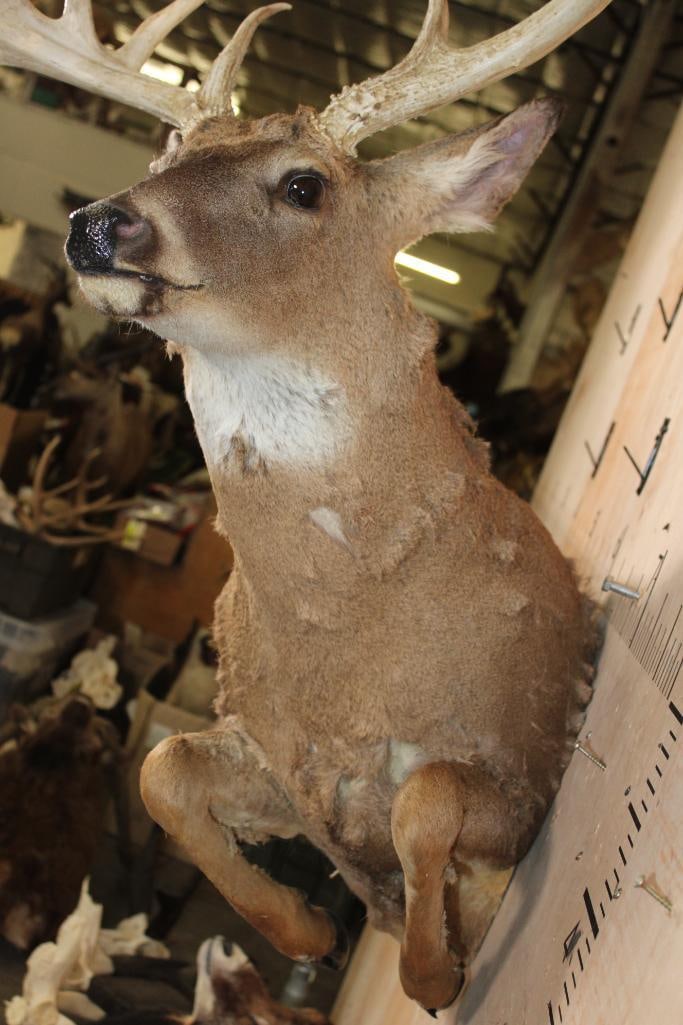 Leaping Half-body 13-Point WHITETAIL DEER Mount - 5