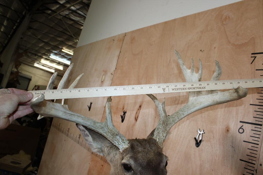 Leaping Half-body 13-Point WHITETAIL DEER Mount - 6