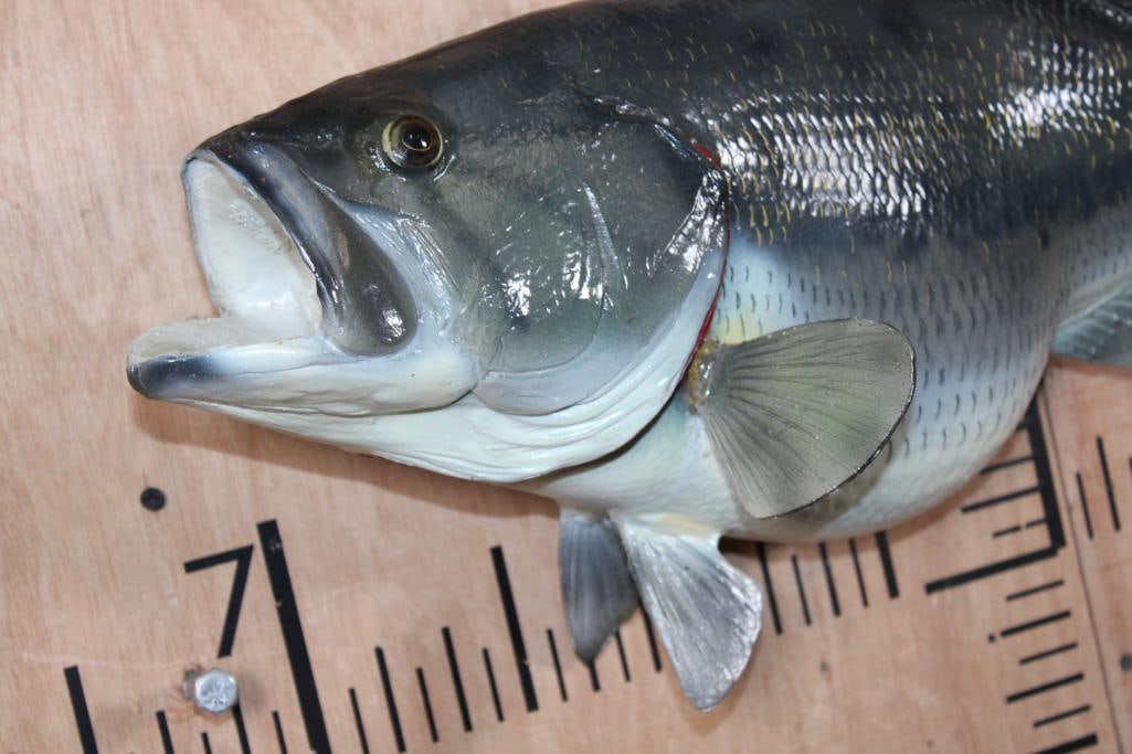 Reproduction BASS Fish Mount - 3