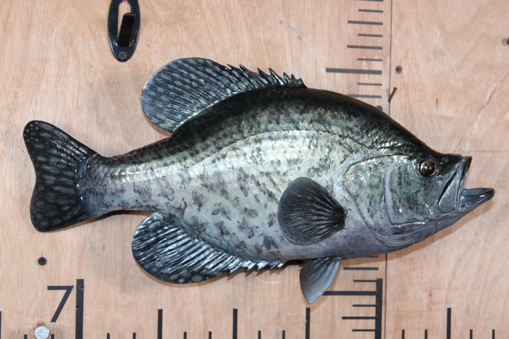 Reproduction BLACK CRAPPIE Fish Mount: Nice Reproduction BLACK CRAPPIE Fish Mount. It measures 17.5" Long x 9.5" Wide and is in Good Condition. TAXIDERMY FISH 