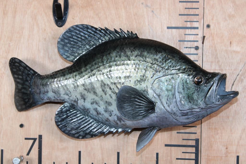 Reproduction BLACK CRAPPIE Fish Mount - 2