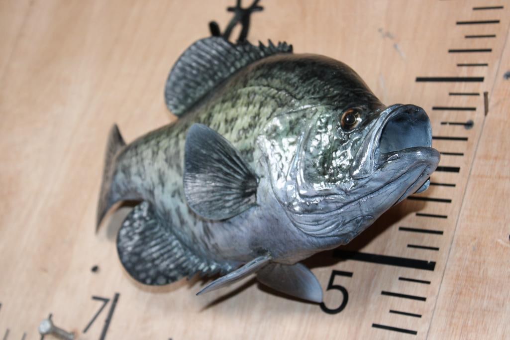 Reproduction BLACK CRAPPIE Fish Mount - 3