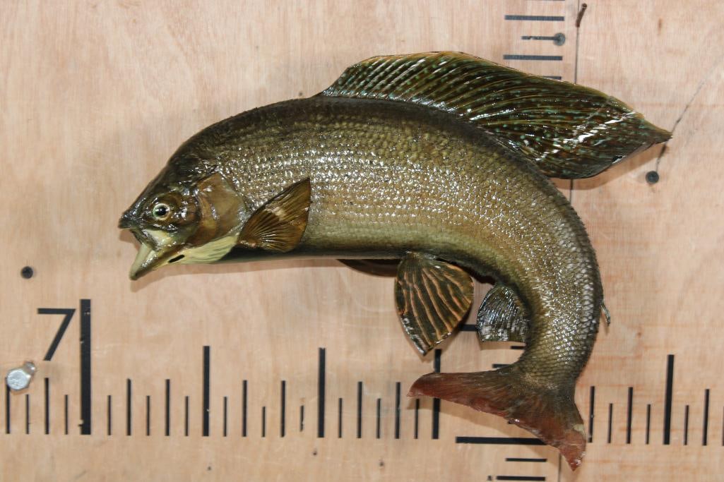 *Real Skin* ARCTIC GRAYLING on a Wood Plaque: *Real Skin* ARCTIC GRAYLING on a Wood Plaque. It measures 13" Long x 9" Tall. It has a minor glue repair to the dorsal fin. TAXIDERMY FISH 