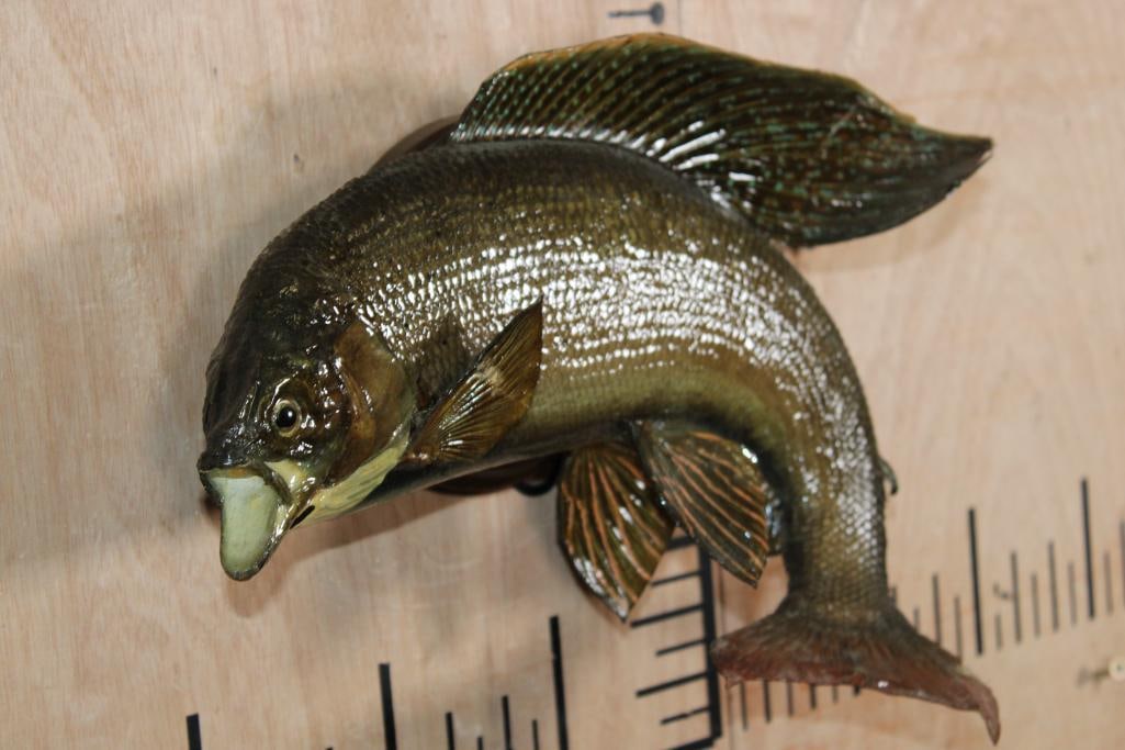 *Real Skin* ARCTIC GRAYLING on a Wood Plaque - 2
