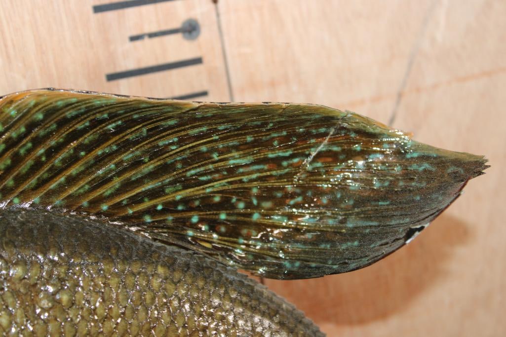 *Real Skin* ARCTIC GRAYLING on a Wood Plaque - 3