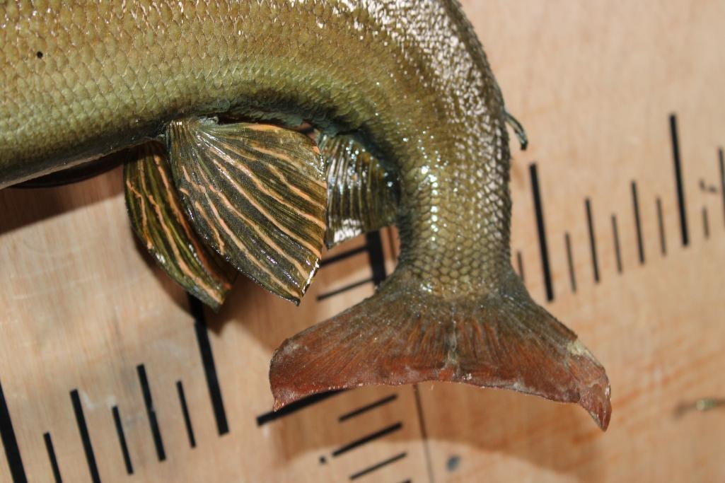 *Real Skin* ARCTIC GRAYLING on a Wood Plaque - 4