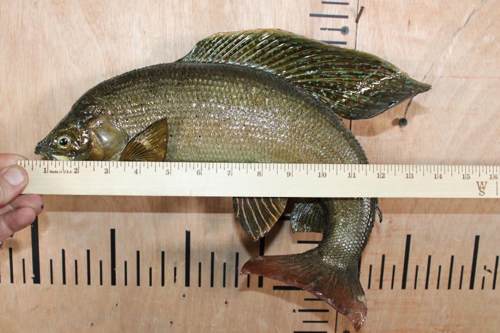 *Real Skin* ARCTIC GRAYLING on a Wood Plaque - 5