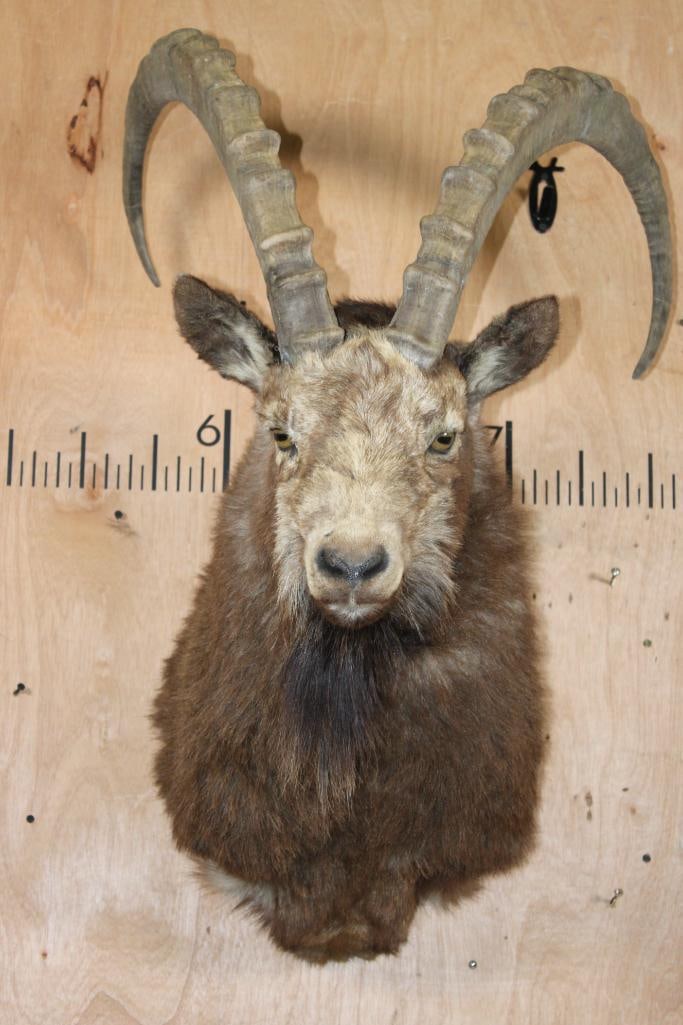 IBEX Shoulder Mount (1 of 9)