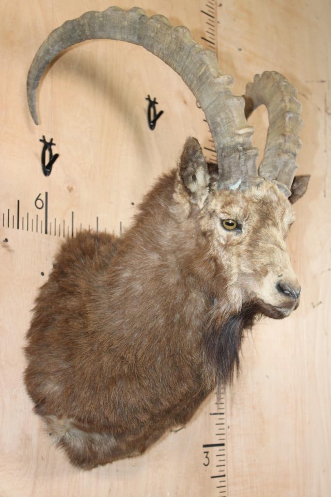 IBEX Shoulder Mount - 2