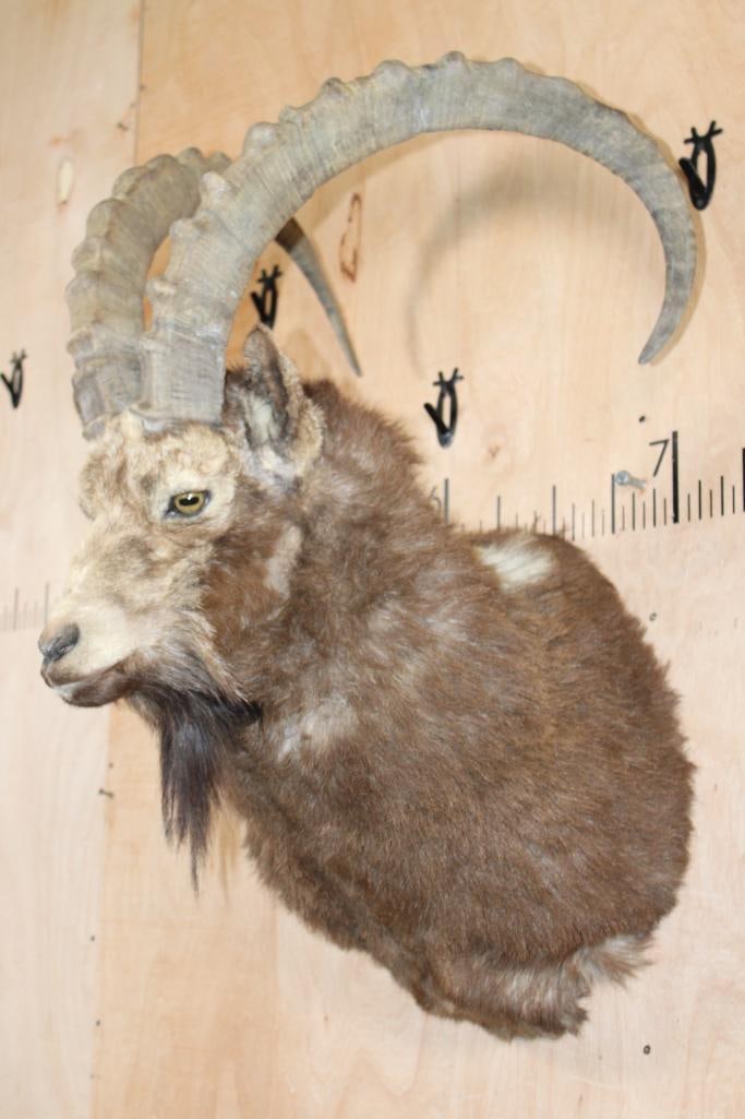 IBEX Shoulder Mount - 3