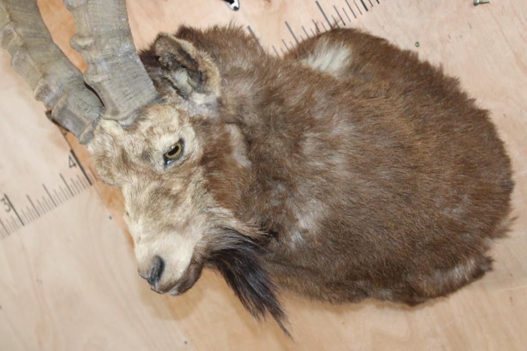 IBEX Shoulder Mount - 4