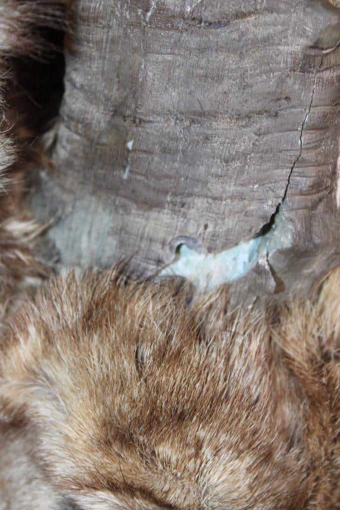 IBEX Shoulder Mount - 7