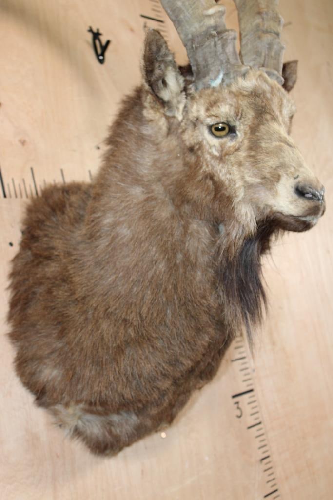 IBEX Shoulder Mount - 8