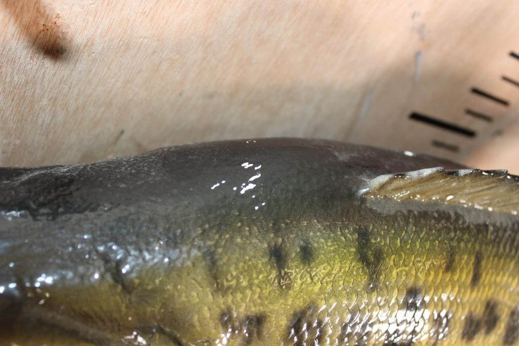 Reproduction BASS Fish Mount - 4