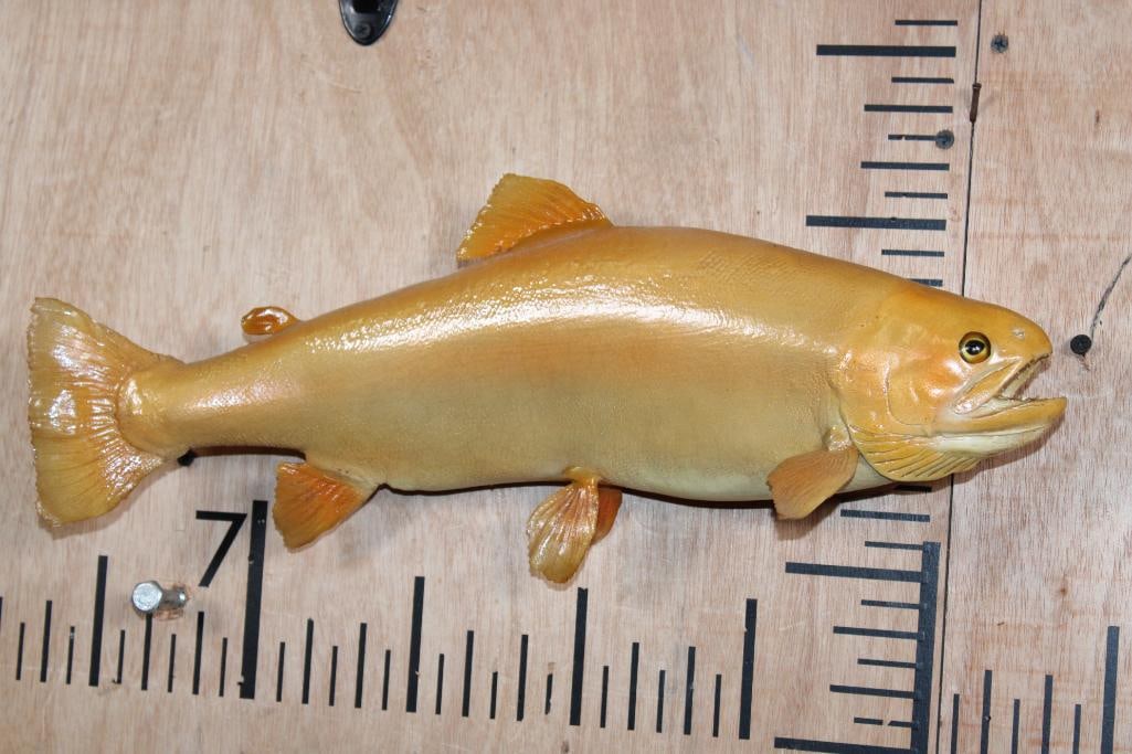*Real Skin* PALOMINO or GOLDEN RAINBOW TROUT Fish Mount: Nice *Real Skin* PALOMINO or GOLDEN RAINBOW TROUT Fish Mount. It measures 17.5" Long and is in Good Condition. Palomino Trout are a brightly colored, hatchery-raised hybrid between rainbow trout and