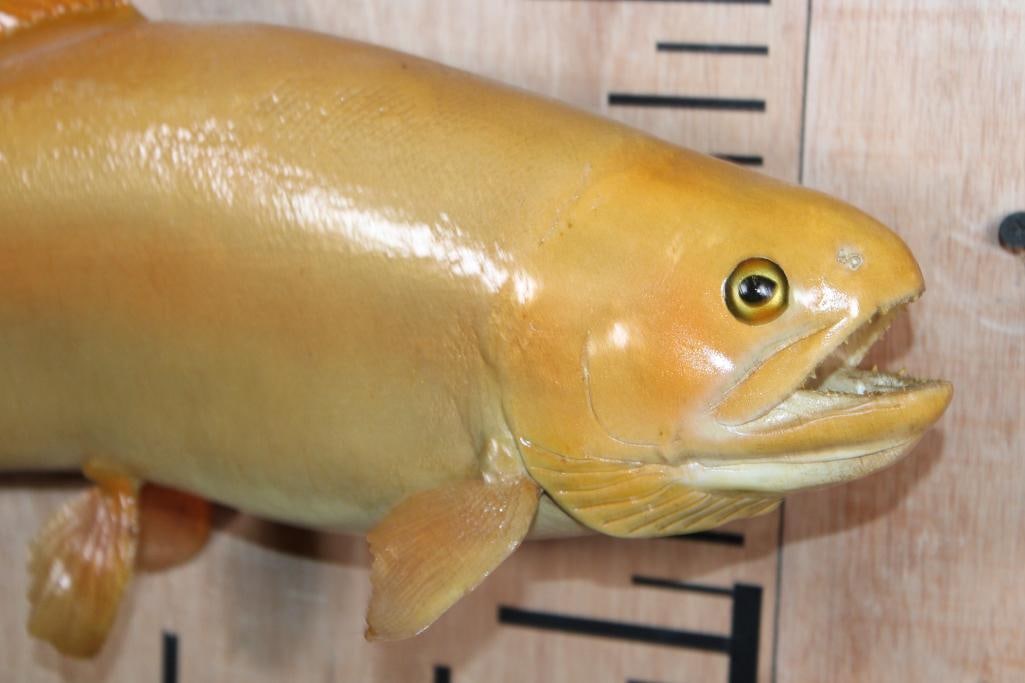 *Real Skin* PALOMINO or GOLDEN RAINBOW TROUT Fish Mount - 3