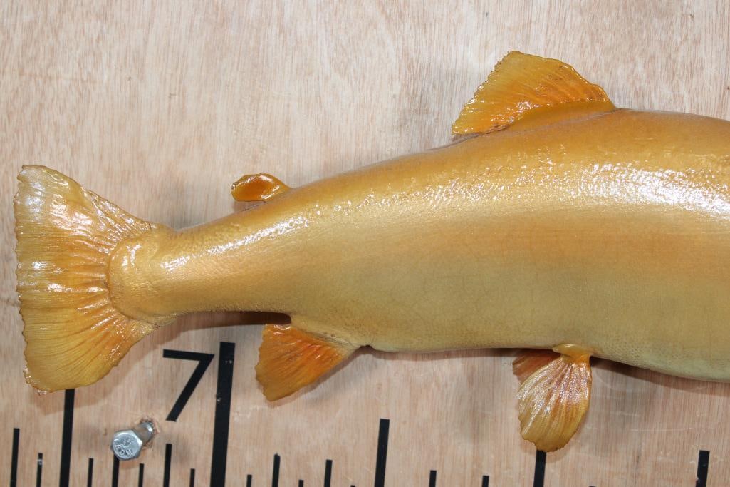 *Real Skin* PALOMINO or GOLDEN RAINBOW TROUT Fish Mount - 4