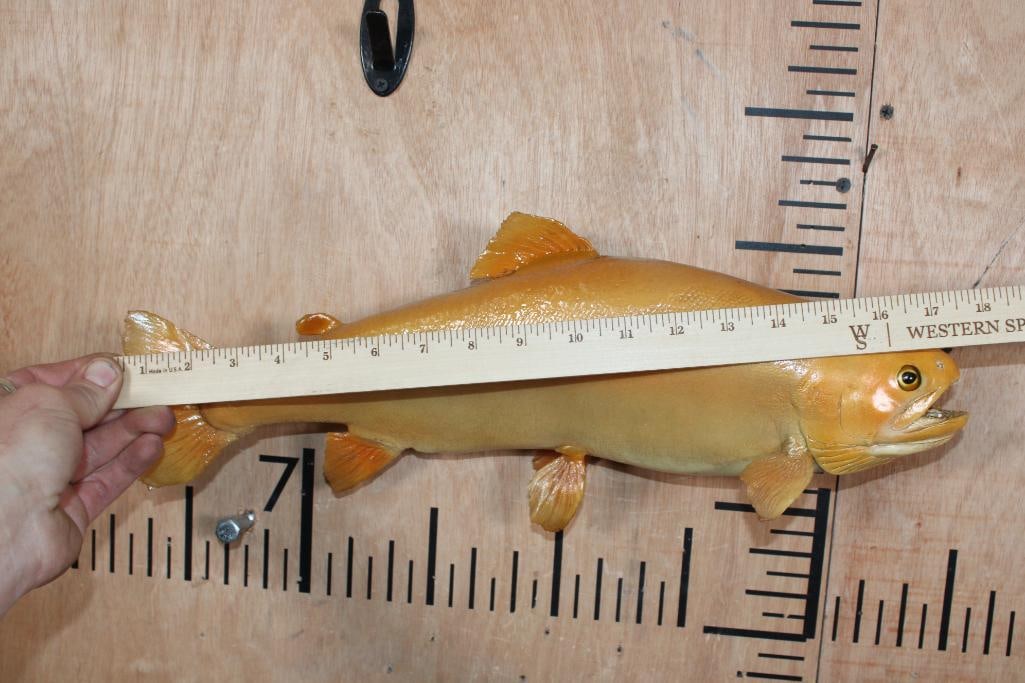 *Real Skin* PALOMINO or GOLDEN RAINBOW TROUT Fish Mount - 5