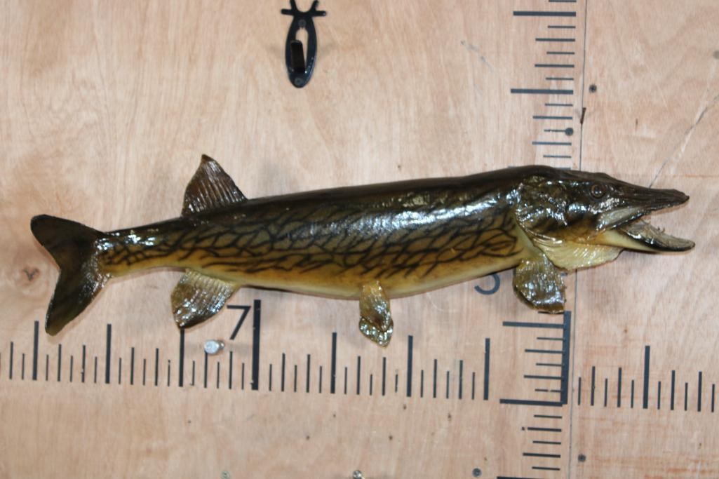 *Real Skin* CHAIN PICKEREL Fish Mount: *Real Skin* CHAIN PICKEREL Fish Mount. It meausures 24.25" Long and is in Good Condition. TAXIDERMY FISH 