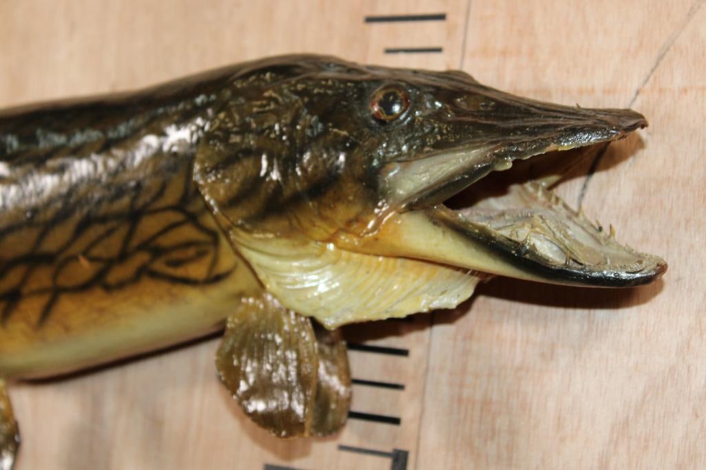 *Real Skin* CHAIN PICKEREL Fish Mount - 2
