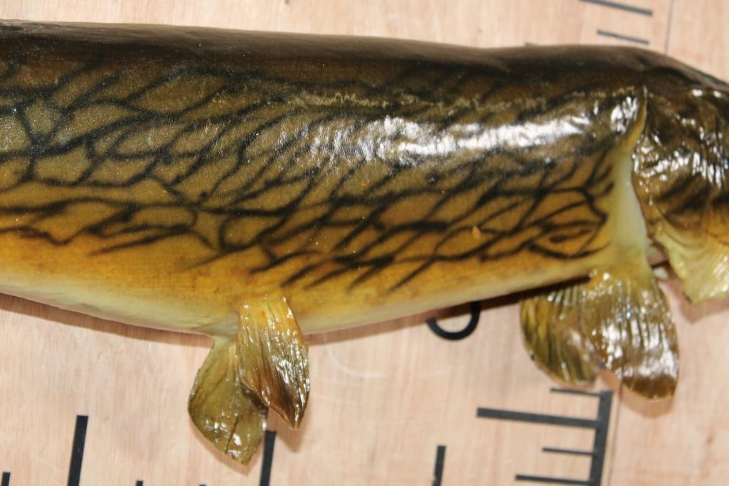 *Real Skin* CHAIN PICKEREL Fish Mount - 3