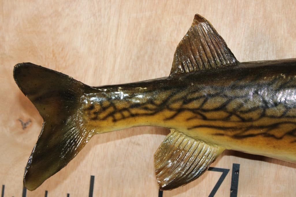 *Real Skin* CHAIN PICKEREL Fish Mount - 4