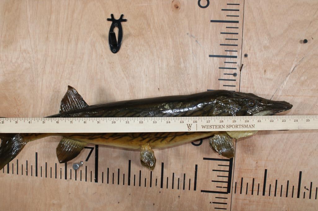 *Real Skin* CHAIN PICKEREL Fish Mount - 5