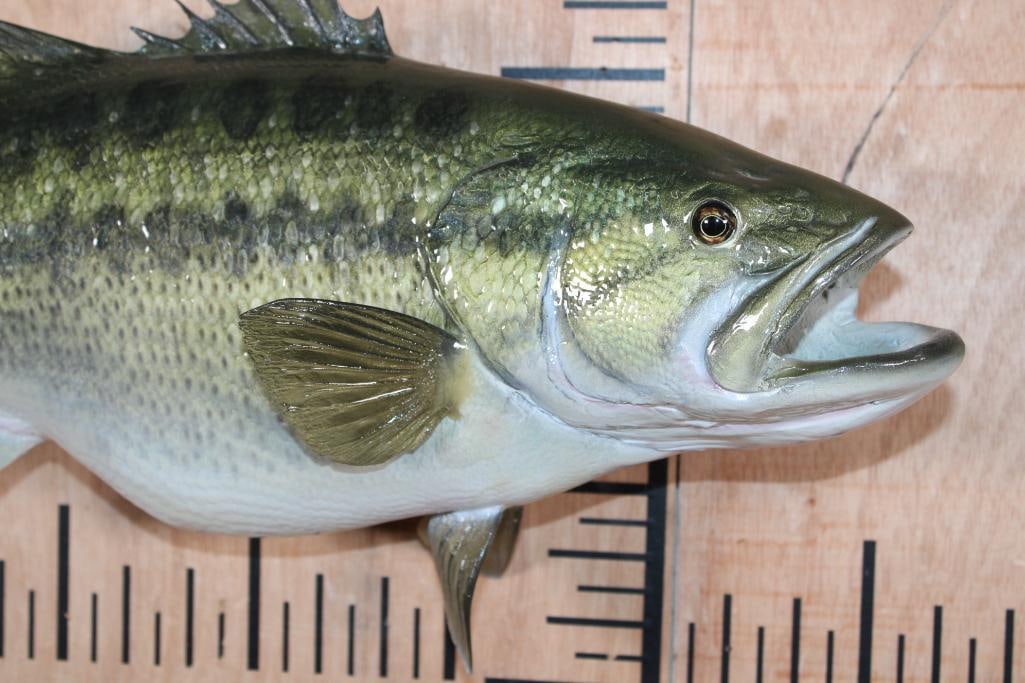 Reproduction BASS Fish Mount - 2