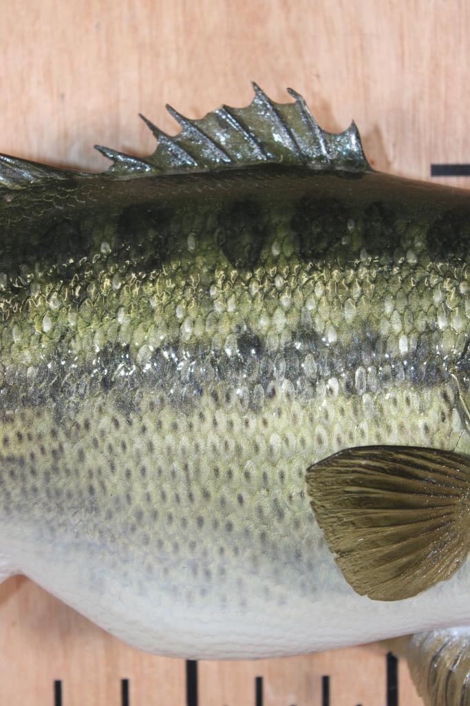 Reproduction BASS Fish Mount - 3