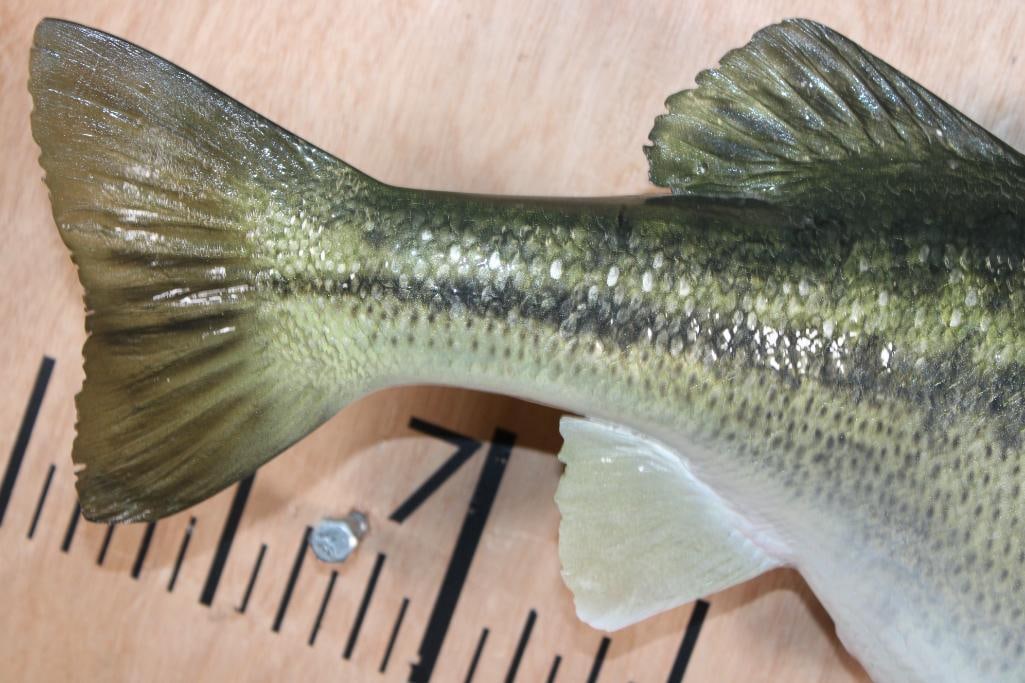 Reproduction BASS Fish Mount - 4