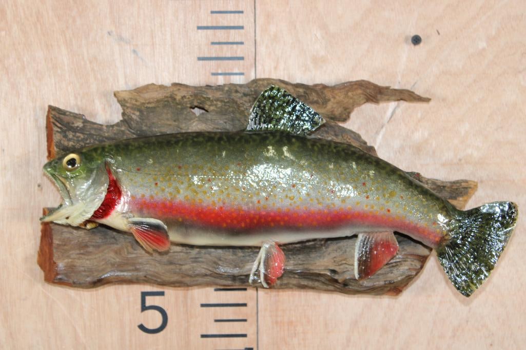 *Real Skin* BROOK TROUT on Driftwood: *Real Skin* BROOK TROUT on a Driftwood Wall Hanging Base. The Brook Trout measures 14.75" Long. This is an older mount in Fair Condition. TAXIDERMY FISH 