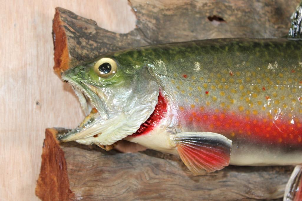 *Real Skin* BROOK TROUT on Driftwood - 2